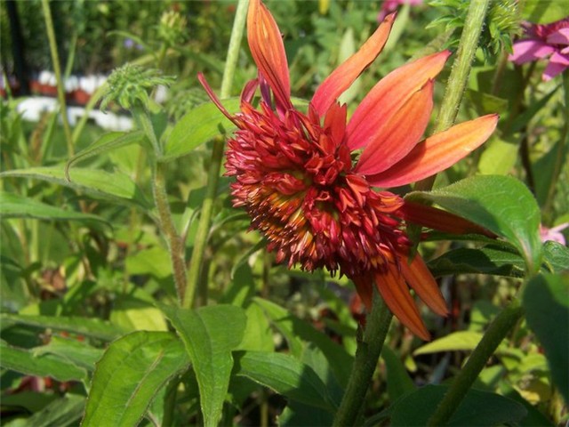 Rudbekija  